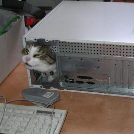 컴퓨터 본체 안에 갇힌 고양이입니다. 구멍을 통해 빠져나가려고 하지만 쉽지 않아 보입니다.