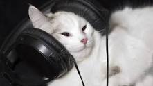 검정색 헤드폰으로 음악을 감상중인 하얀 고양이입니다. 즐거워보여요.